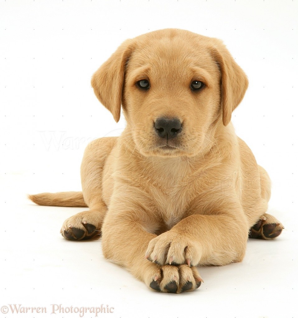 Yellow Labrador Retriever pup, 8 weeks old, lying with paws crossed