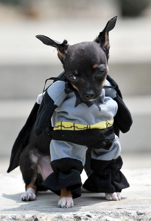 A dog dressed as Batman participates in the Family Pet festival on October 25, 2009 in Cali, department of Valle del Cauca, Colombia. AFP PHOTO/Luis ROBAYO (Photo credit should read LUIS ROBAYO/AFP/Getty Images)