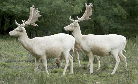 These pure white fallow bucks were snapped as they roamed through the forest. Posed in an almost mirror image, the dazzling white fur of these young bucks cut a truly extraordinary sight next to the brown coats of their fellow deer. The magnificent creatures were snapped by amateur photographer and wildlife enthusiast Stan Kemish, president of the British Deer Society's Wessex division PLEASE SEE OUR COPY FOR FULL STORY. Pic: Stan Kemish/solentnews.biz cStan Kemish/ Solent News 02380 458800 WEBSITE USAGE: ￡50 per image, unless written agreement already in place with you.